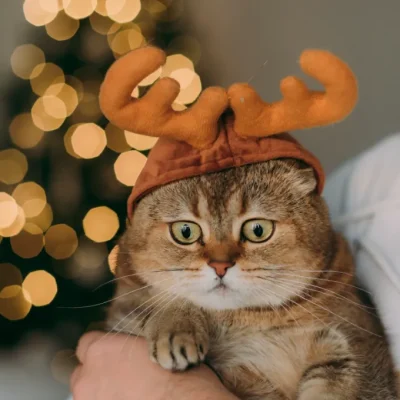 Cara merawat kucing
