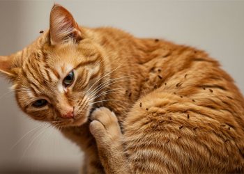 Cara menghilangkan kutu kucing secara efektif