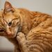 Cara menghilangkan kutu kucing secara efektif