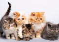 jenis jenis kucing