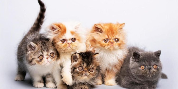 jenis jenis kucing