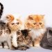 jenis jenis kucing