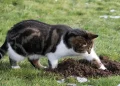 Cara agar kucing tidak berak sembarangan