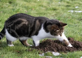 Cara agar kucing tidak berak sembarangan