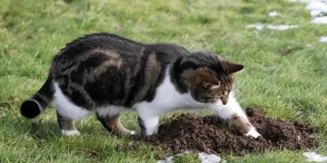 Cara agar kucing tidak berak sembarangan