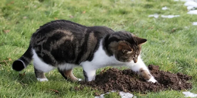 Cara agar kucing tidak berak sembarangan