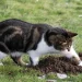 Cara agar kucing tidak berak sembarangan