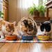 Rekomendasi Makanan Kucing